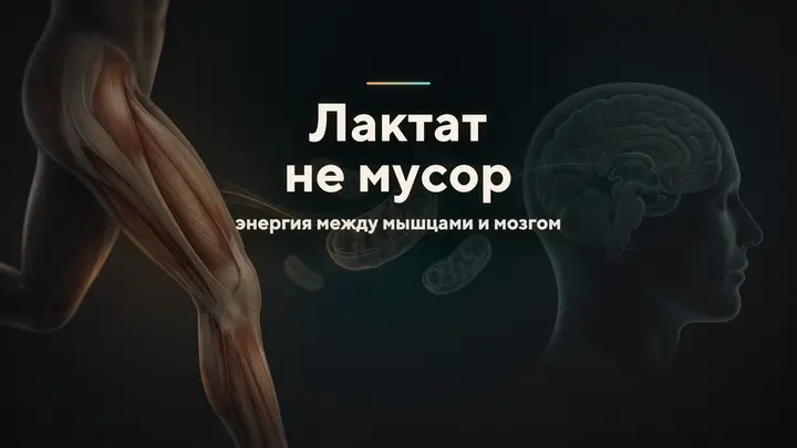 Лактат не мусор: почему «молочная кислота» спасает энергию и мозг