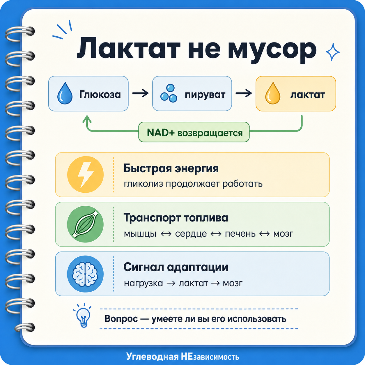 Лактат возвращает NAD+ и помогает клетке продолжать быстрый гликолиз