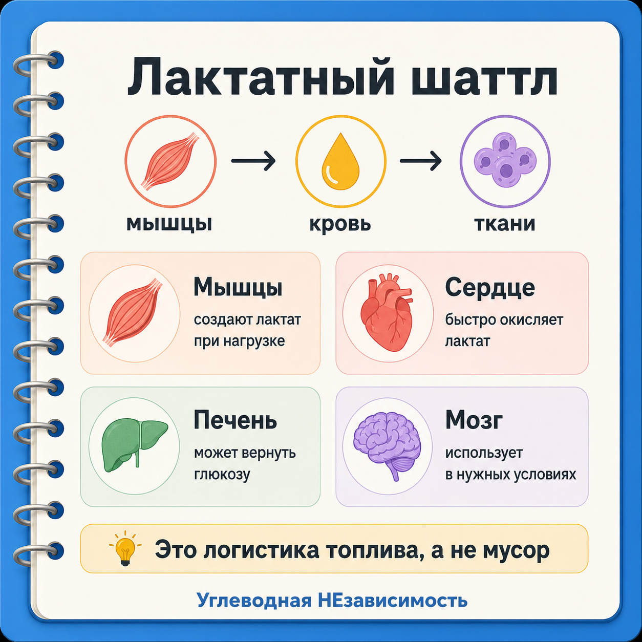 Лактатный шаттл: мышцы создают лактат, а сердце, печень и мозг используют его в нужном контексте
