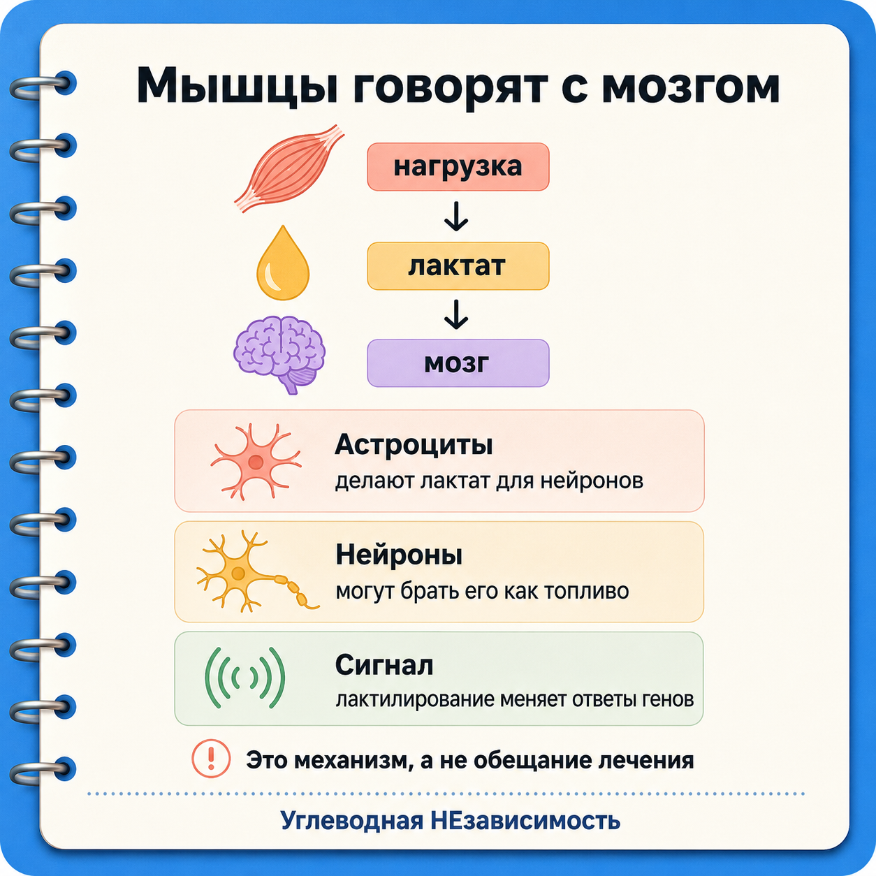 Физическая нагрузка повышает лактат, а лактат может быть топливом и сигналом для мозга