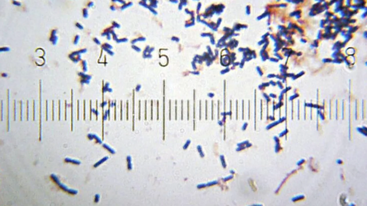 Лактобациллы и тревога: какая связь?