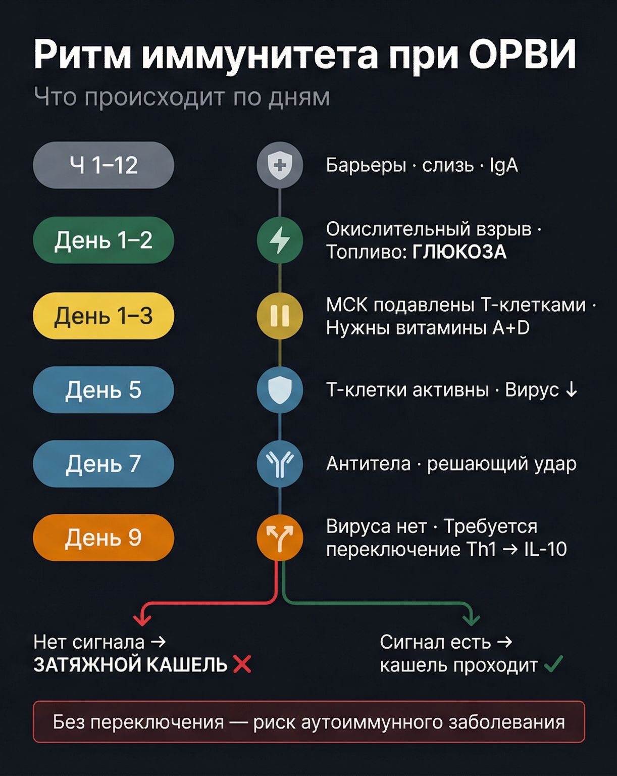 Иммунный ритм при ОРВИ: что происходит по дням