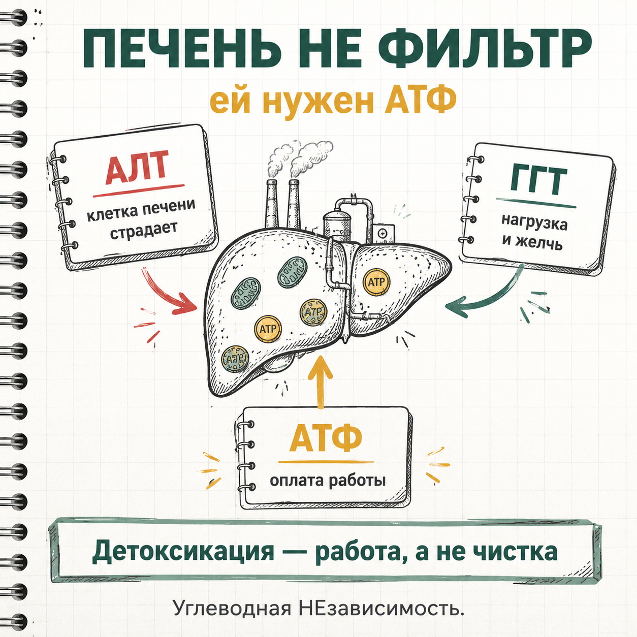 Печень не фильтр: ей нужен АТФ