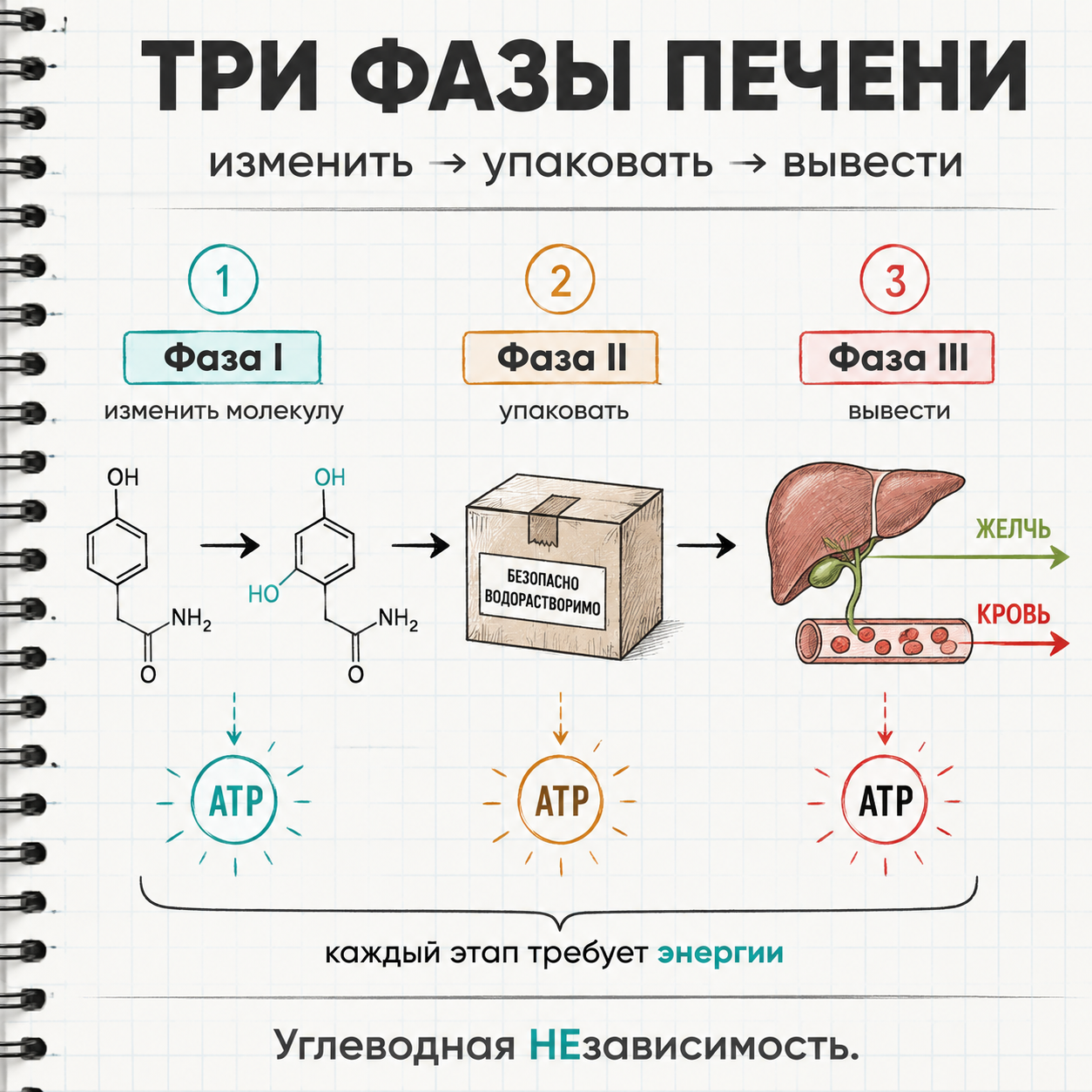 Три фазы печени: изменить, упаковать, вывести