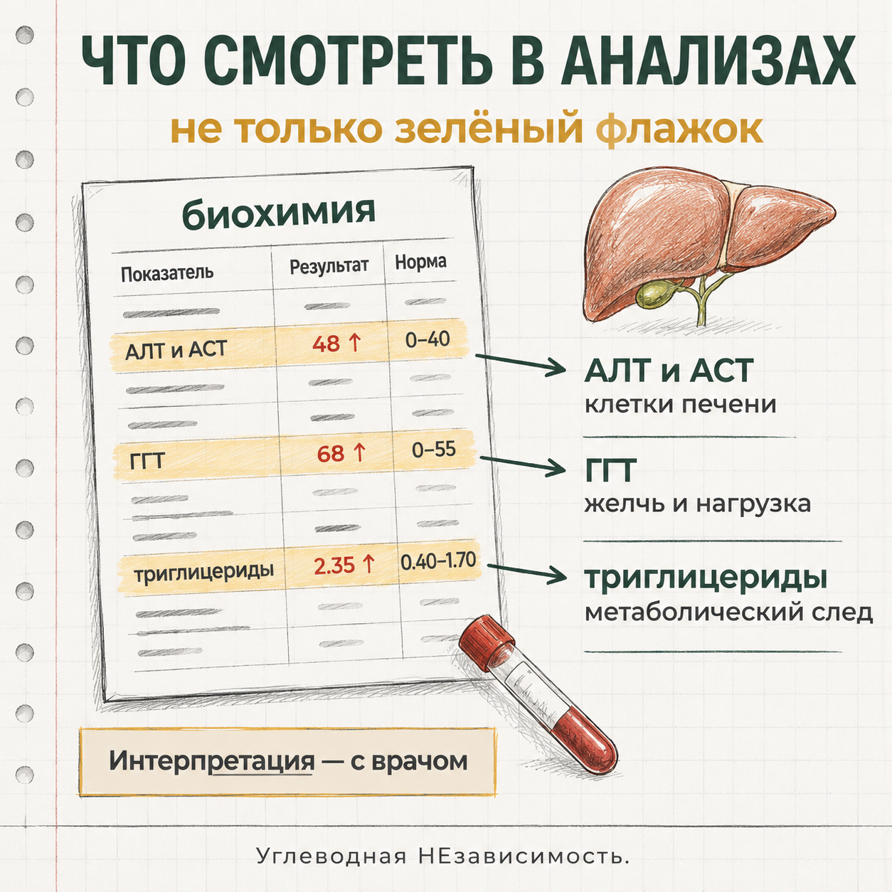 Что смотреть в анализах печени: АЛТ, АСТ, ГГТ и триглицериды