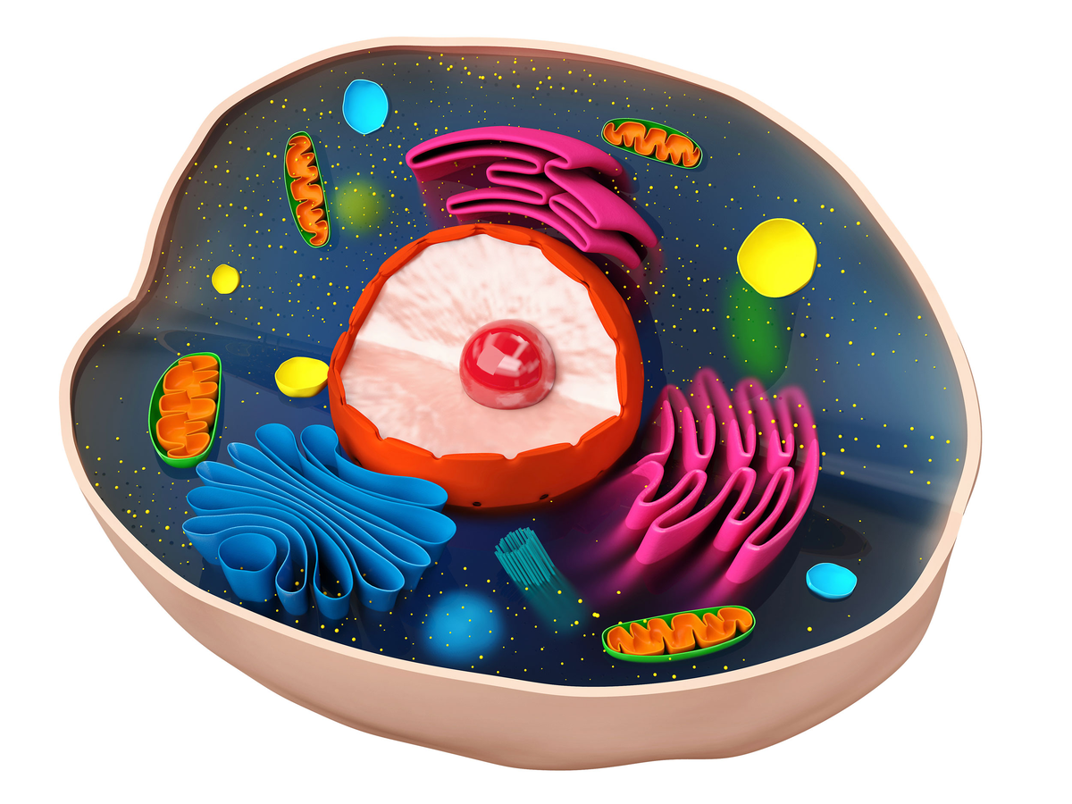 Структура биологической клетки животного или человека. Митохондрии - это маленькие органеллы, заполненные оранжевыми складками (так называемыми "кристами").