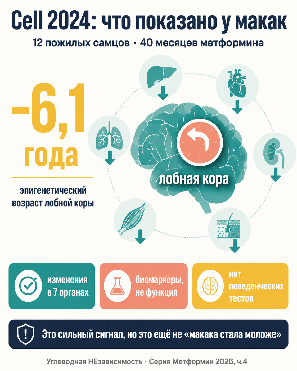 Cell 2024: что реально измеряли у макак