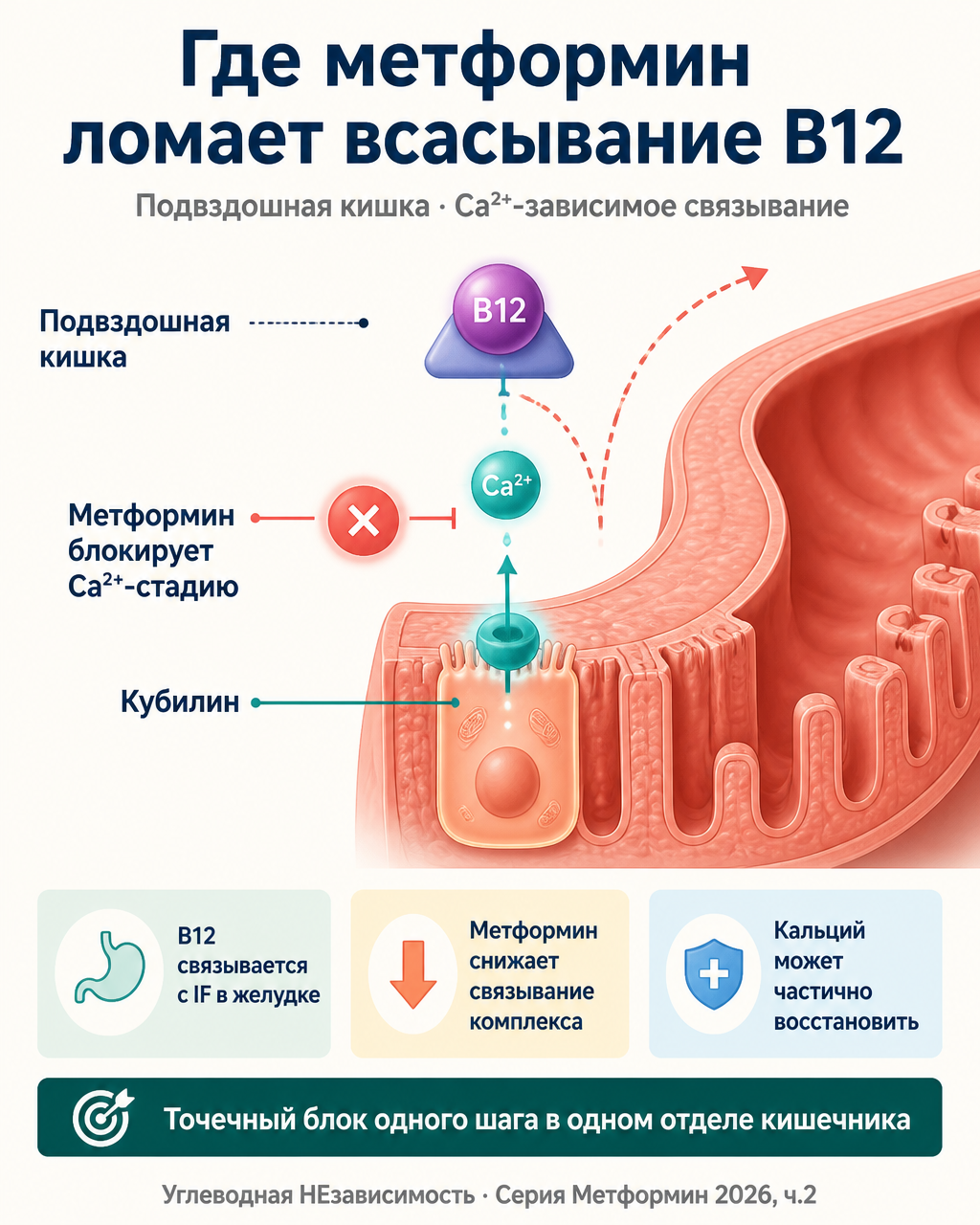 Где метформин ломает всасывание B12: точечный блок Ca²⁺-зависимого связывания комплекса B12 и внутреннего фактора в подвздошной кишке