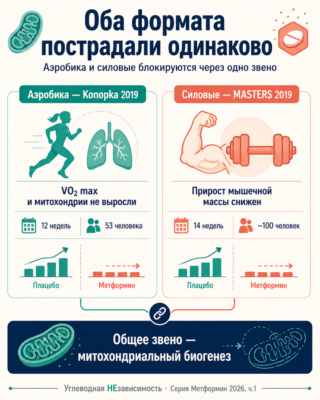 Аэробика и силовые блокируются через одно звено: оба формата пострадали одинаково — общий конечный путь митохондриального биогенеза заблокирован метформином