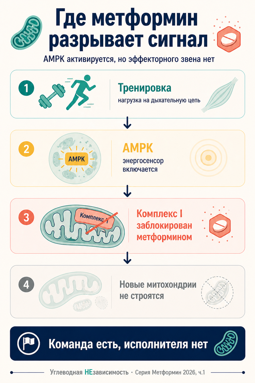 Где метформин разрывает сигнал: AMPK активируется тренировкой, но комплекс I дыхательной цепи заблокирован — биогенез новых митохондрий не происходит