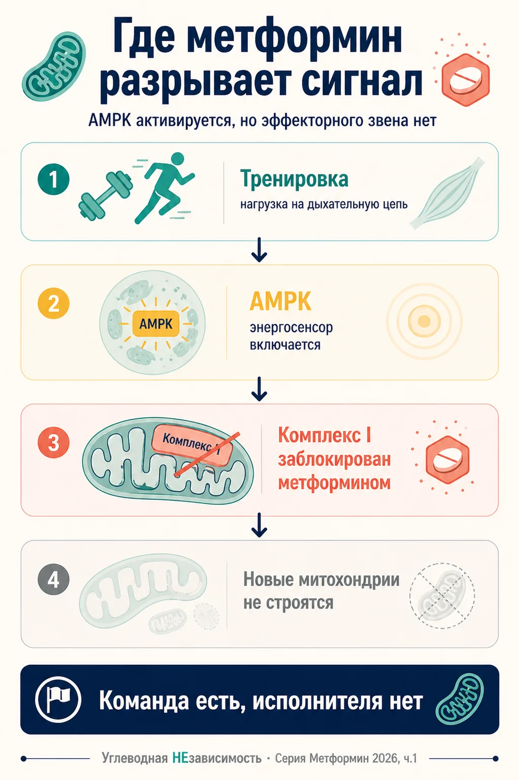 Инфографика: Метформин блокирует эффект тренировок. Что с этим делать