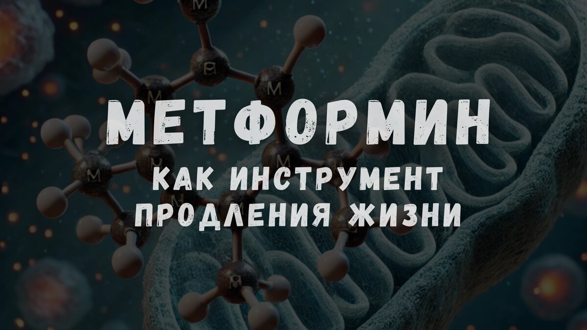Метформин как инструмент продления жизни