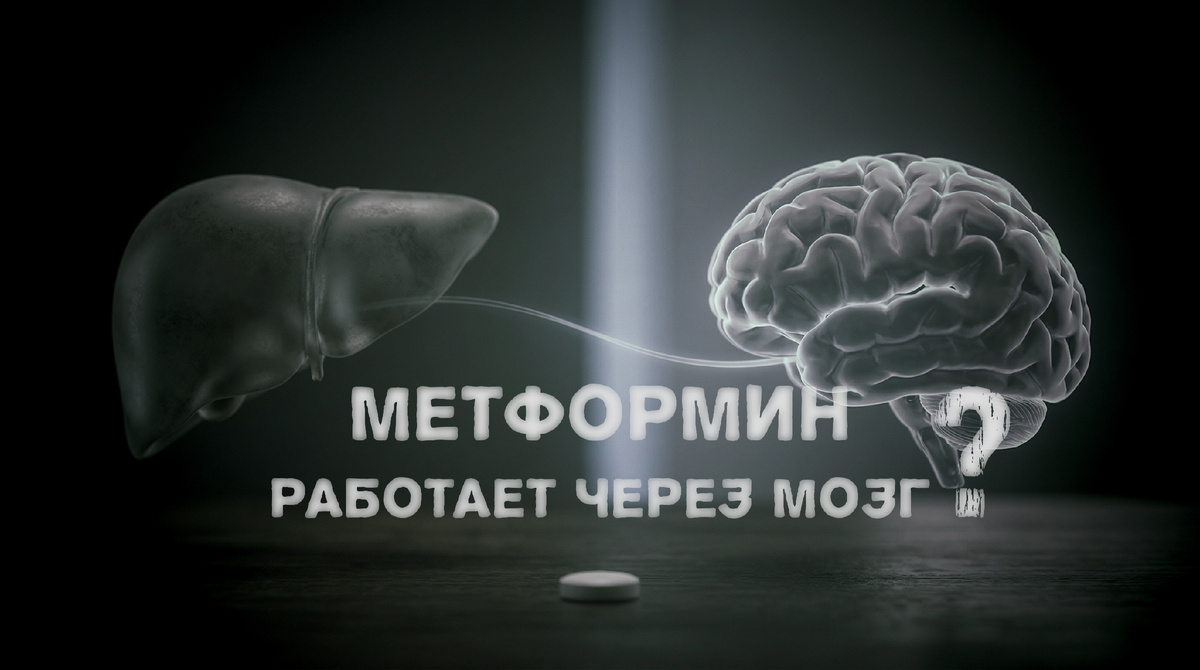 Метформин в 2025: почему теперь говорят, что он “работает через мозг”