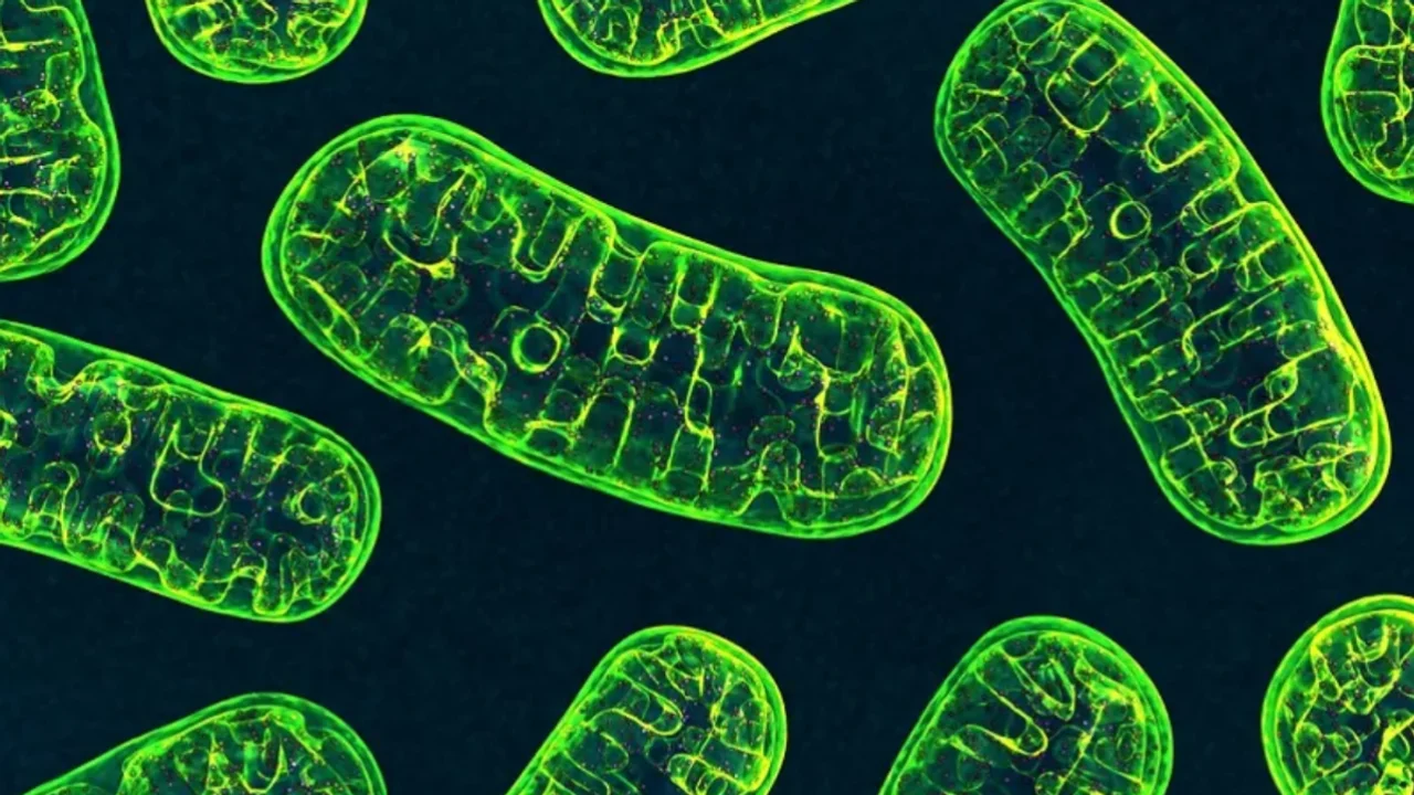 Митохондриальное здоровье и кетогенная диета