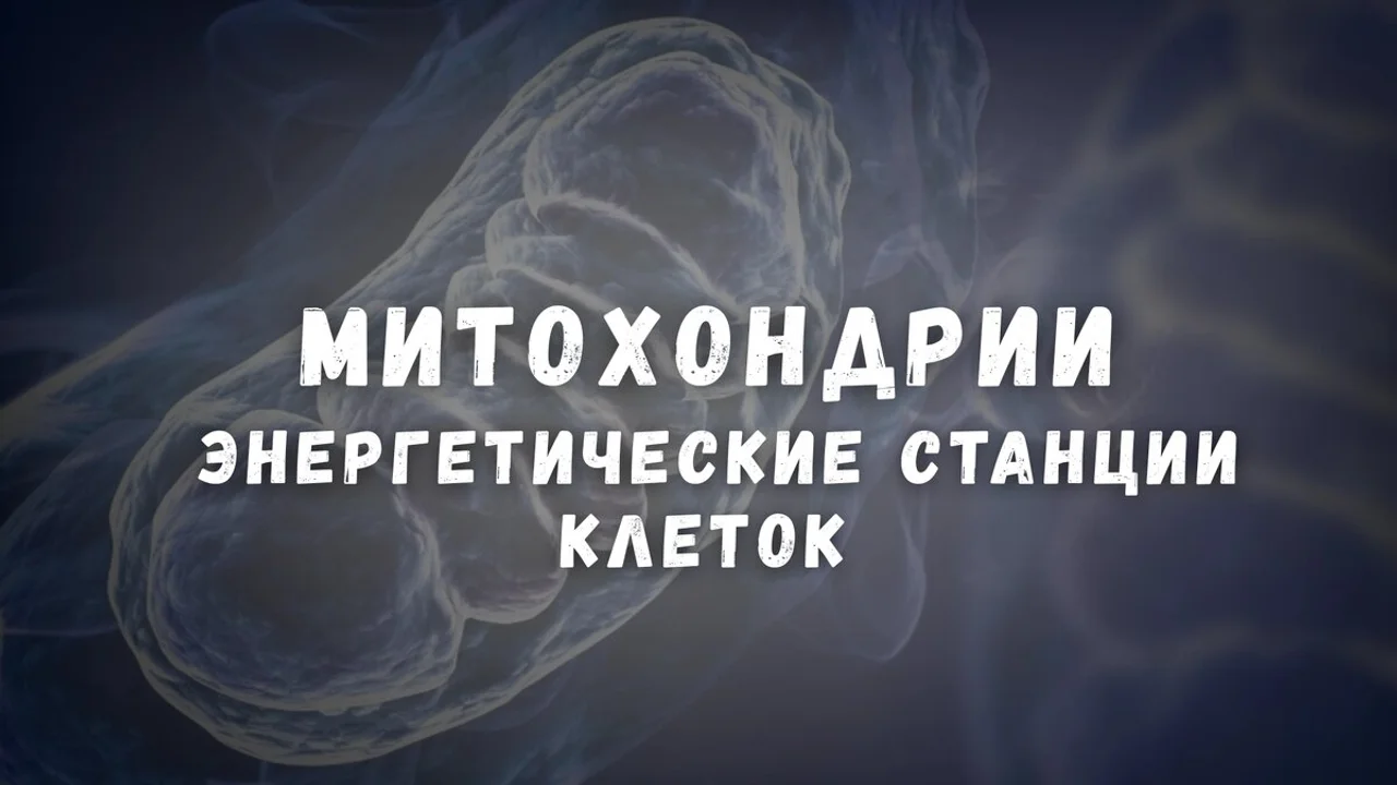 Митохондрии — энергетические станции клеток
