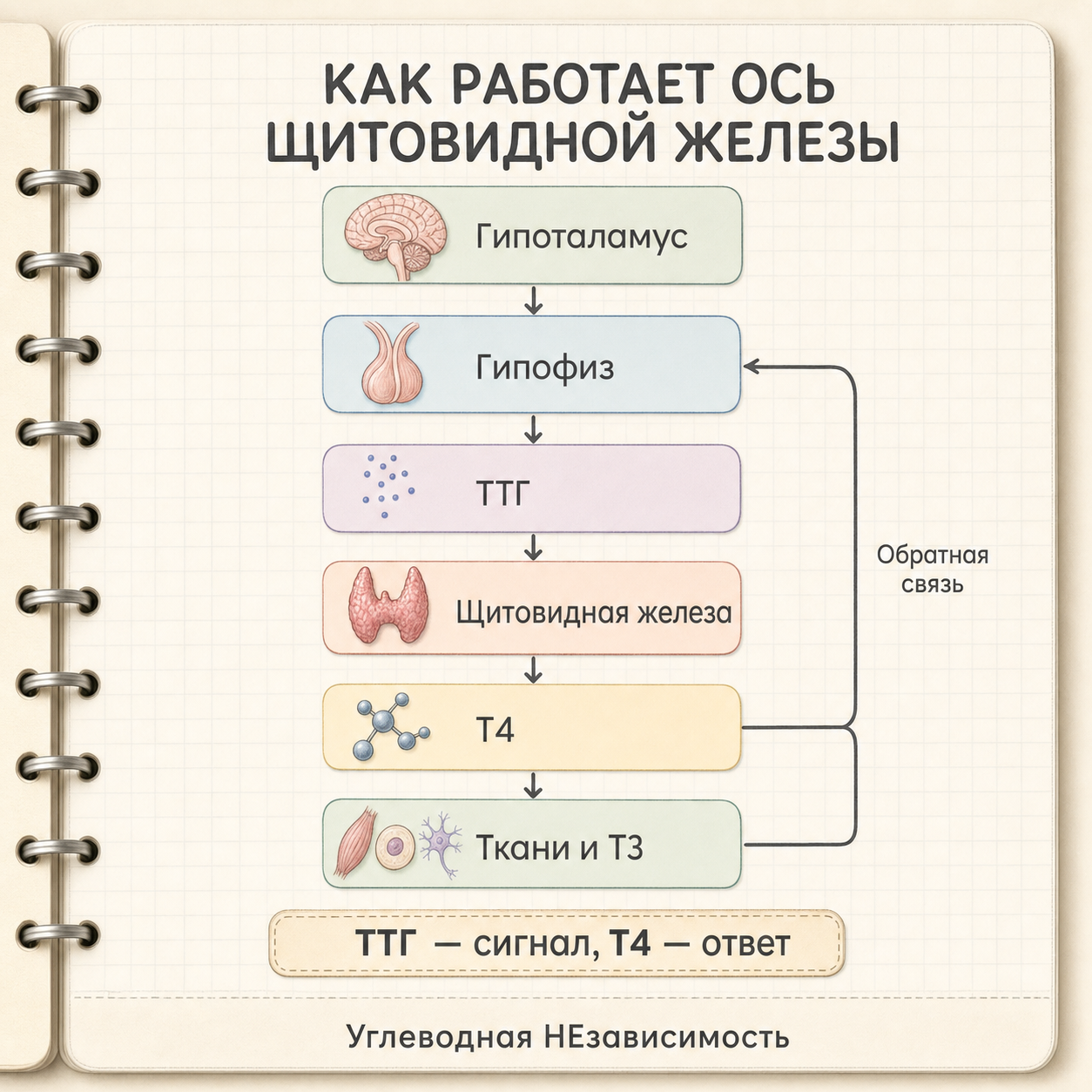 Как работает ось щитовидной железы