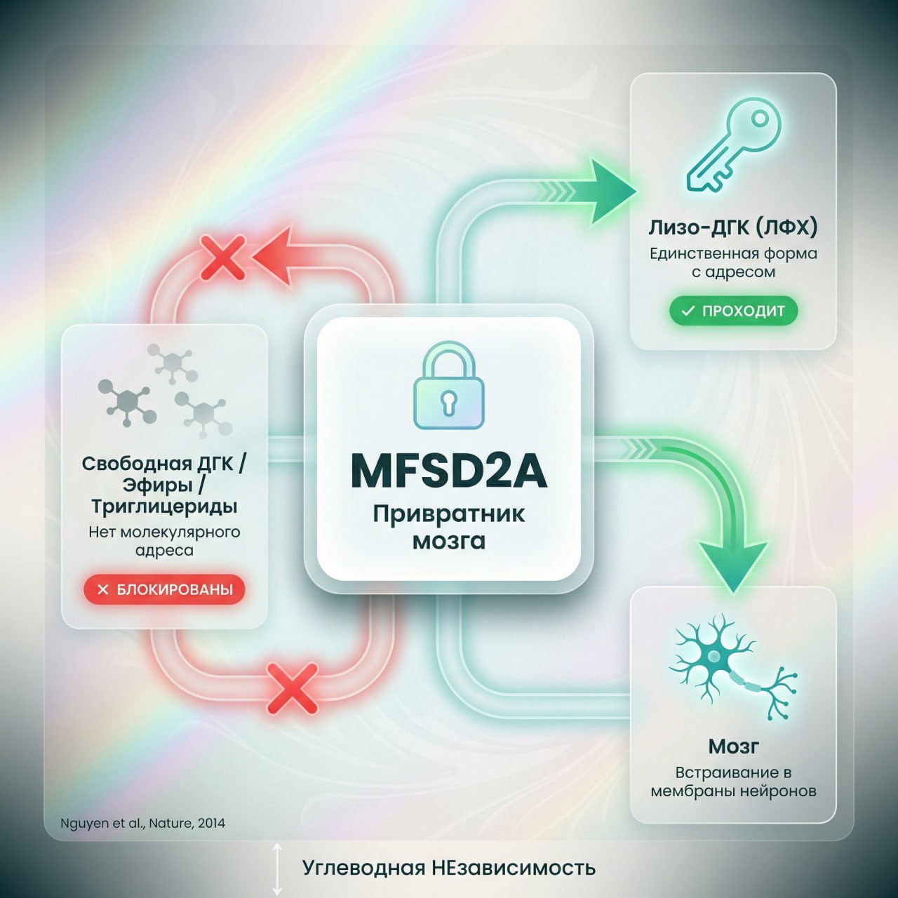 Транспортёр MFSD2A