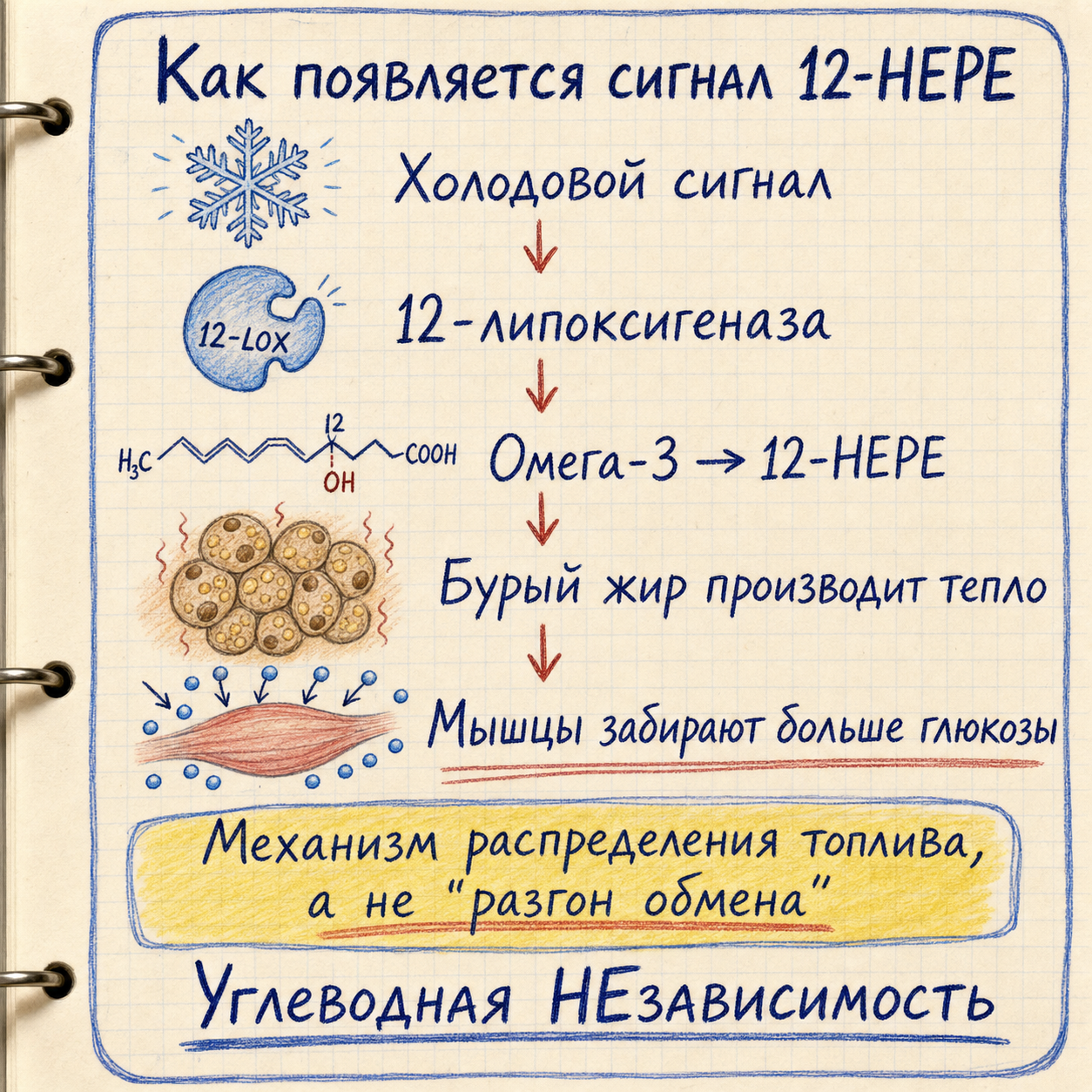 Холодовой сигнал превращает омега‑3 в 12‑HEPE