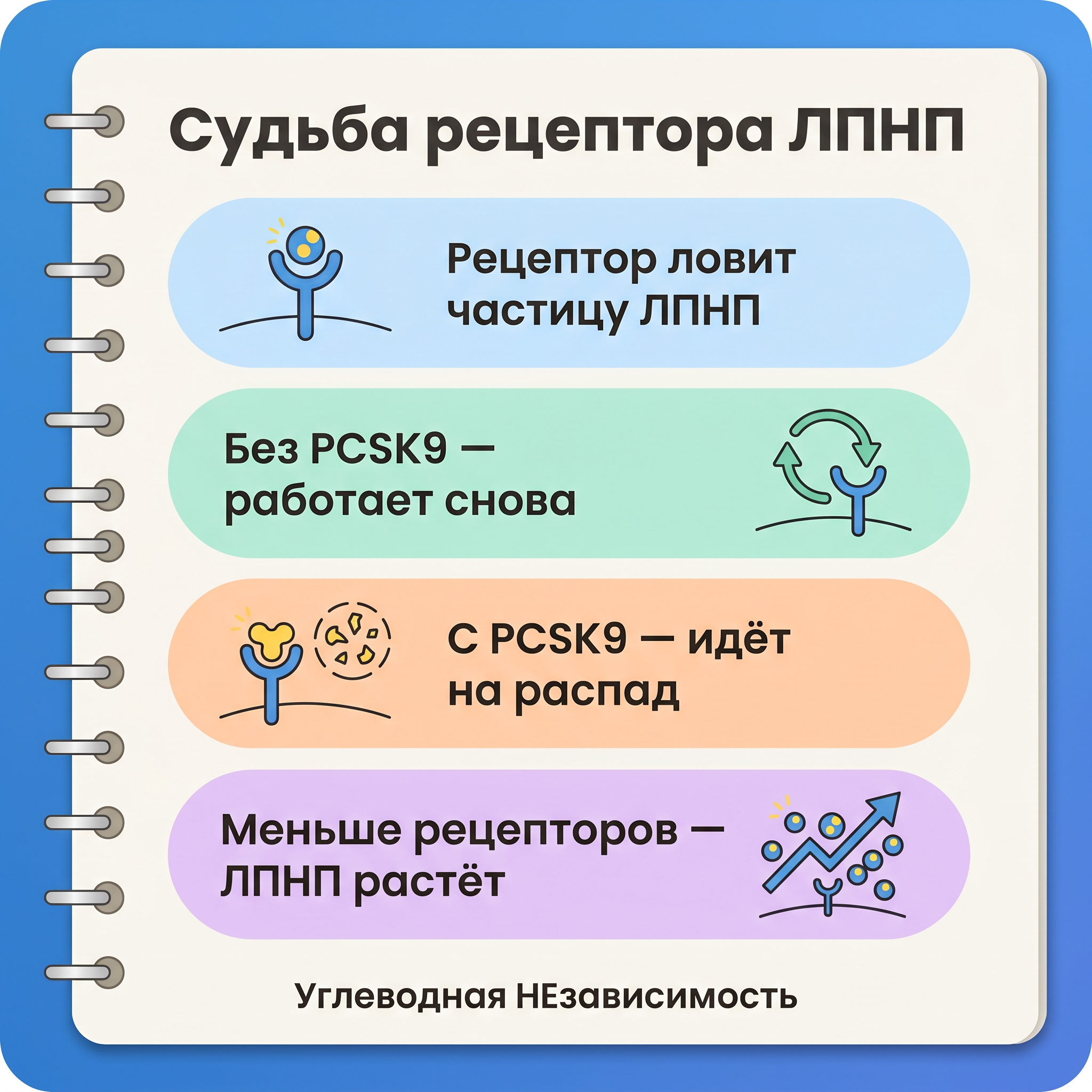 Инфографика: PCSK9: почему ЛПНП зависит от числа «ловушек» в печени