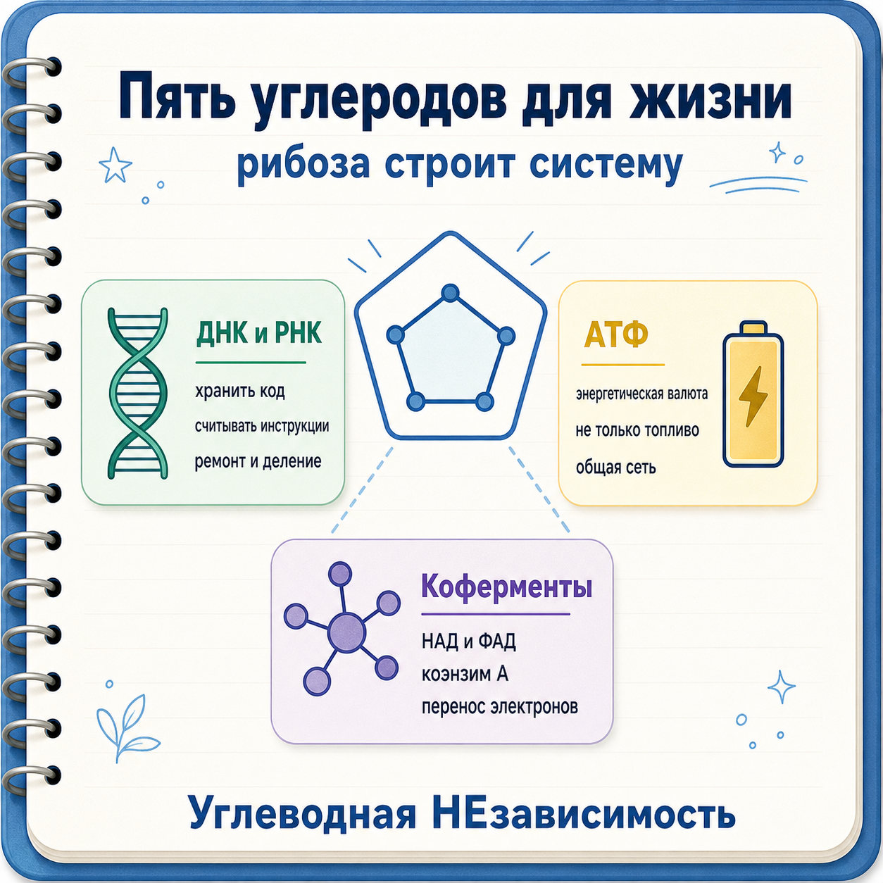 Пятиуглеродные сахара как инфраструктура для ДНК, РНК, АТФ и коферментов