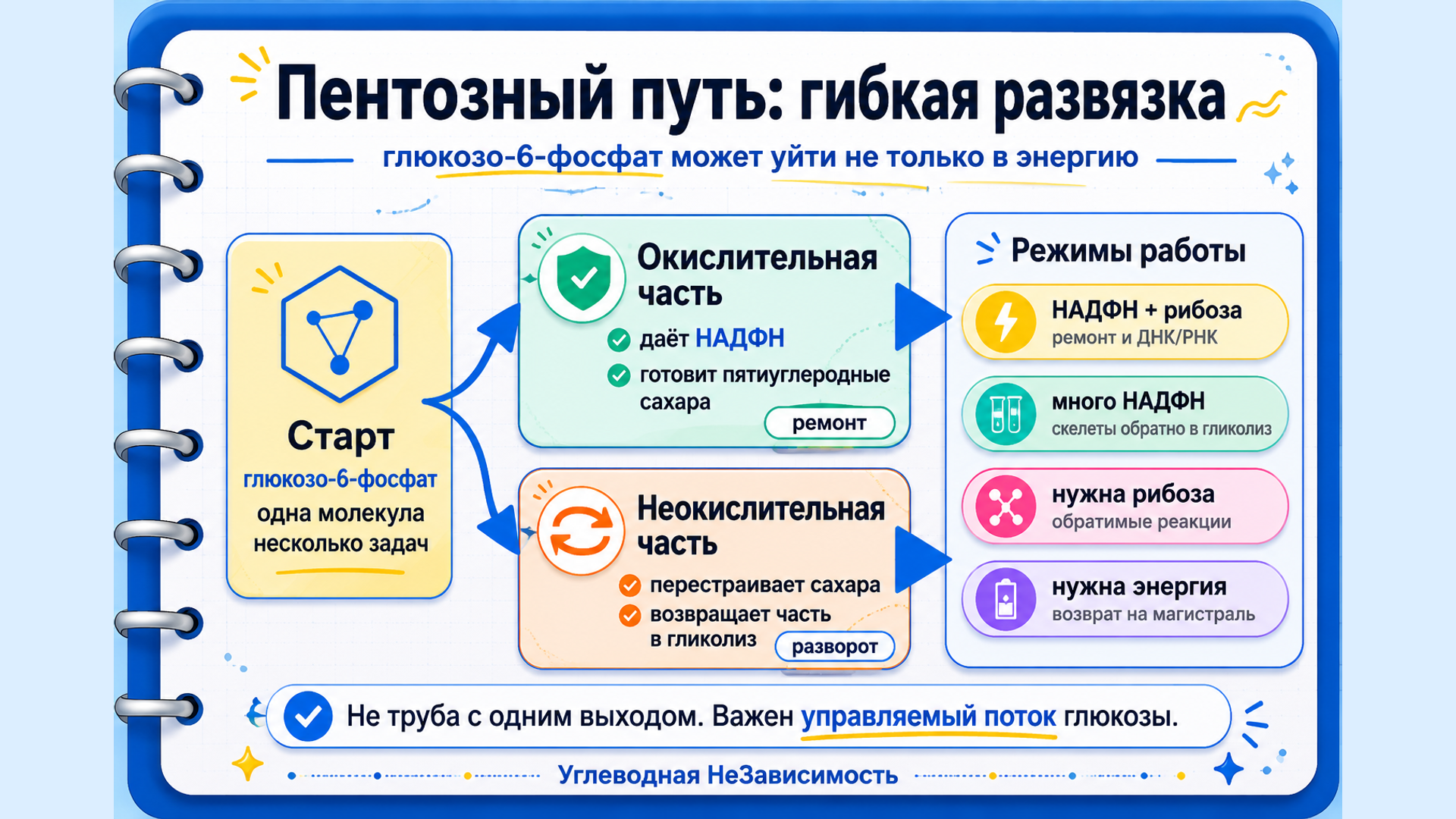 Пентозофосфатный путь как гибкая развязка: НАДФН, рибоза, энергия и возврат в гликолиз