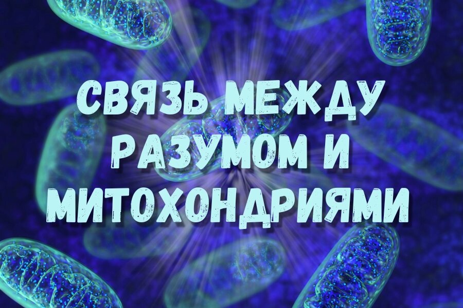 Перенос энергии и связь между разумом и митохондриями