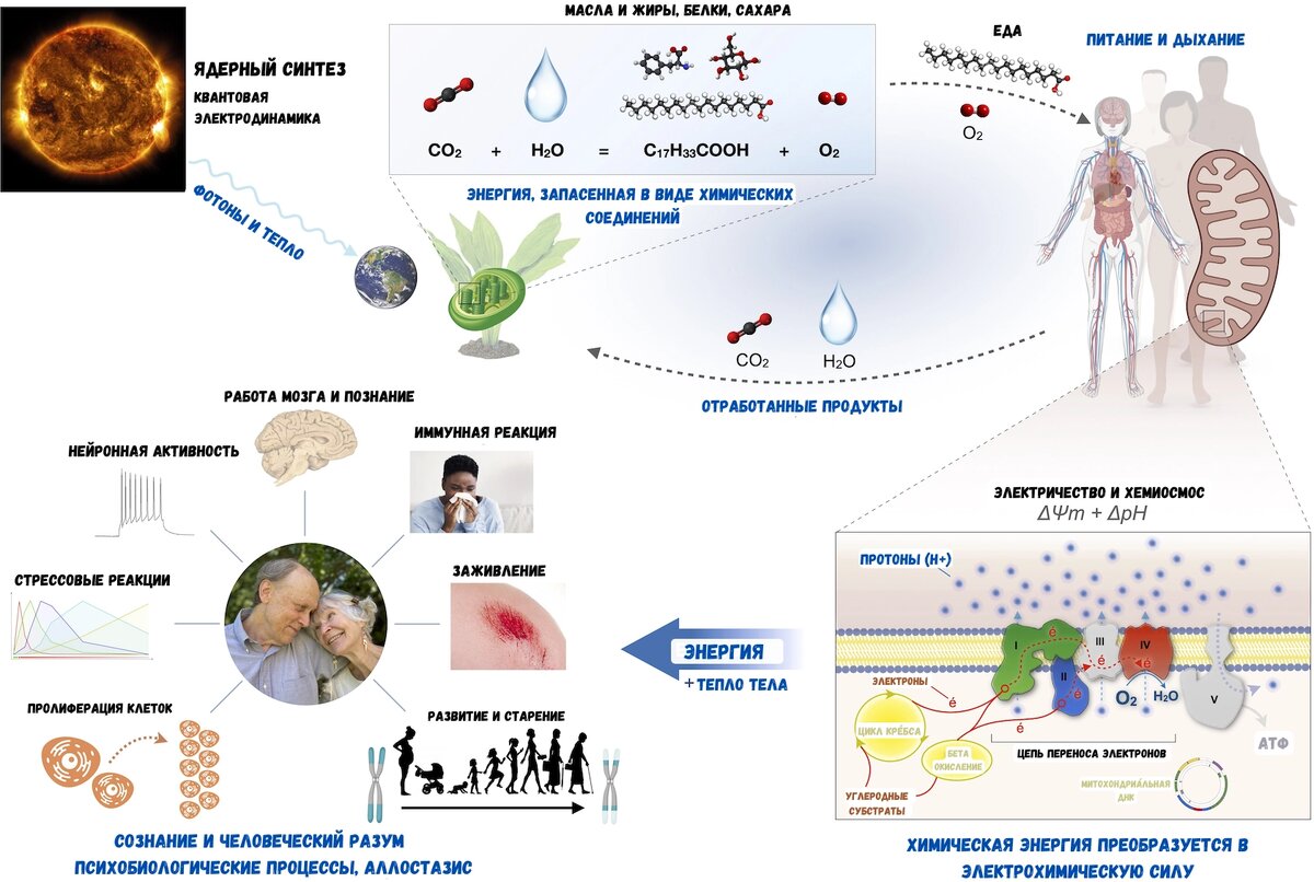Поток энергии от солнца к клеткам и разуму. Энергия, высвобождающаяся в результате ядерного синтеза на ближайшей к нам звезде, передается на Землю в виде фотонов. Растения улавливают и используют энергию фотонов для разделения углерода и кислорода, производя при этом пищевые субстраты и молекулярный кислород (O2). Животные питаются солнечными и растительными пищевыми субстратами и дышат полученным из растений кислородом, чтобы питать свои митохондрии. В митохондриях воссоединение электронов углерода с кислородом является движущей силой для создания электрохимического заряда (ΔΨm + ΔpH) через внутреннюю митохондриальную мембрану. Этот мощный заряд обеспечивает движущую силу для всех жизненных процессов в человеческом разуме и теле и поддерживает тепло в организме. Поток энергии является основой связи между разумом и телом, которая формирует здоровье человека. 