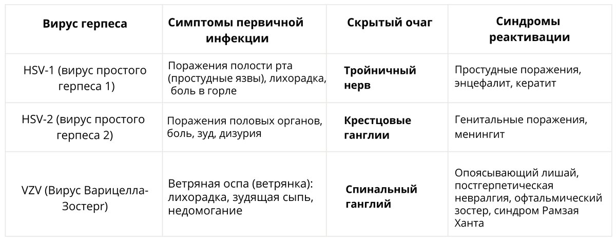 Таблица. Вирусы герпеса, которые прячутся в нервах.
