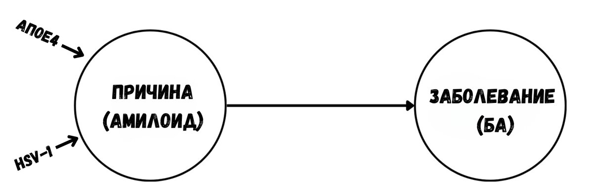 В рамках этой модели  все дороги должны вести к амилоиду.