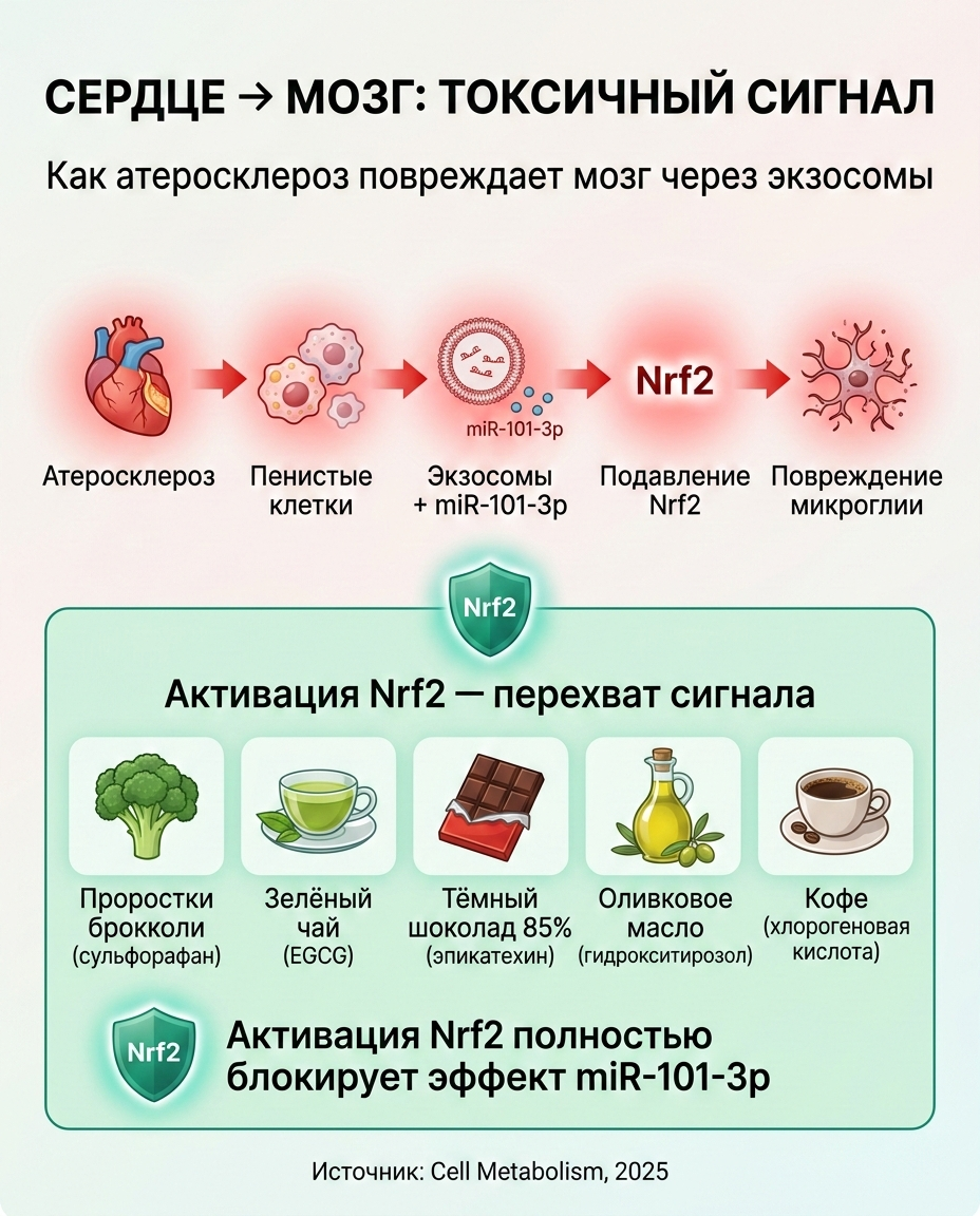 Инфографика: Больное сердце отравляет мозг: экзосомы, microRNA и как это остановить