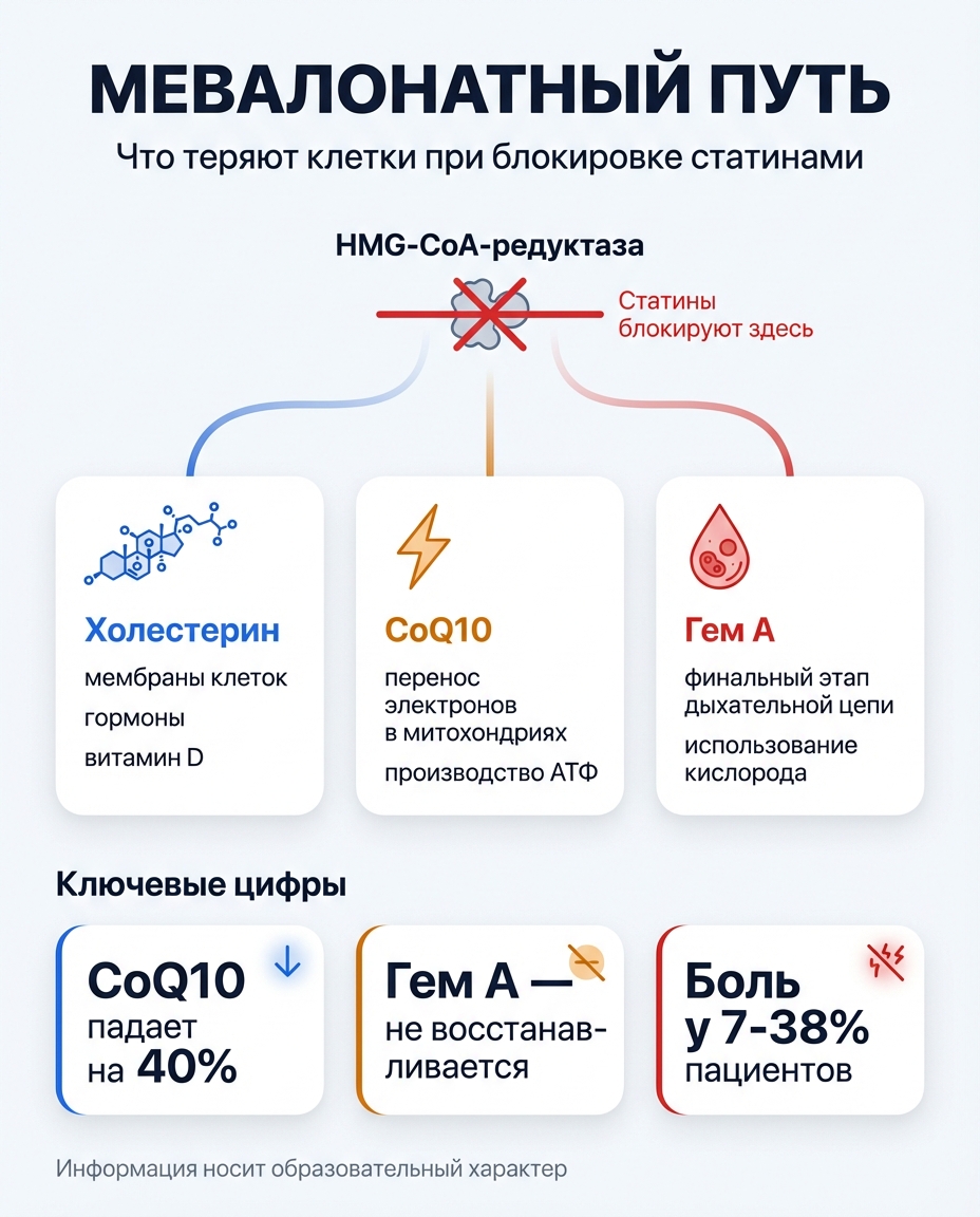 Мевалонатный путь — что блокируют статины