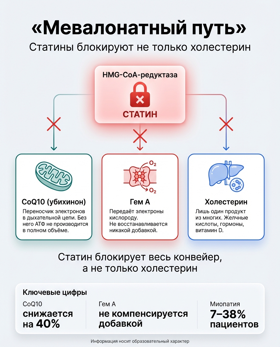 Мевалонатный путь — что блокируют статины