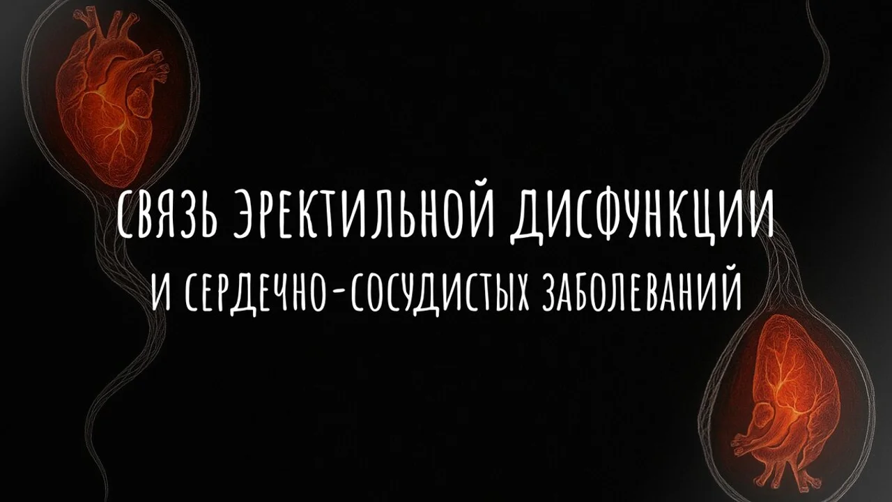 Связь эректильной дисфункции и сердечно-сосудистых заболеваний