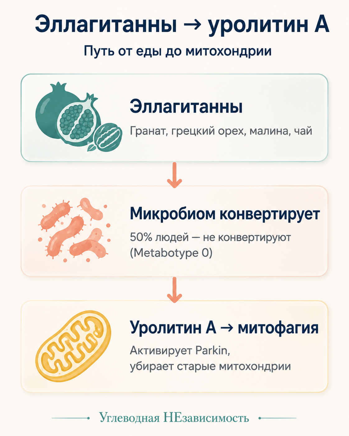 Эллагитанны → уролитин А → митохондрии