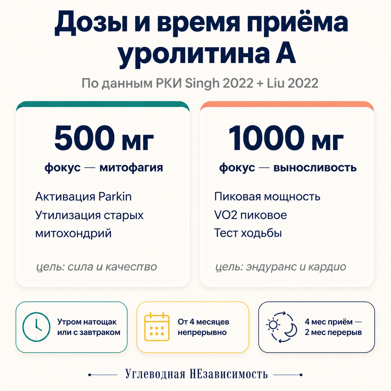 Дозы и время приёма уролитина А