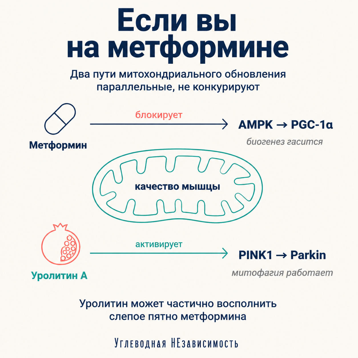 Метформин блокирует AMPK, уролитин обходит через PINK1/Parkin