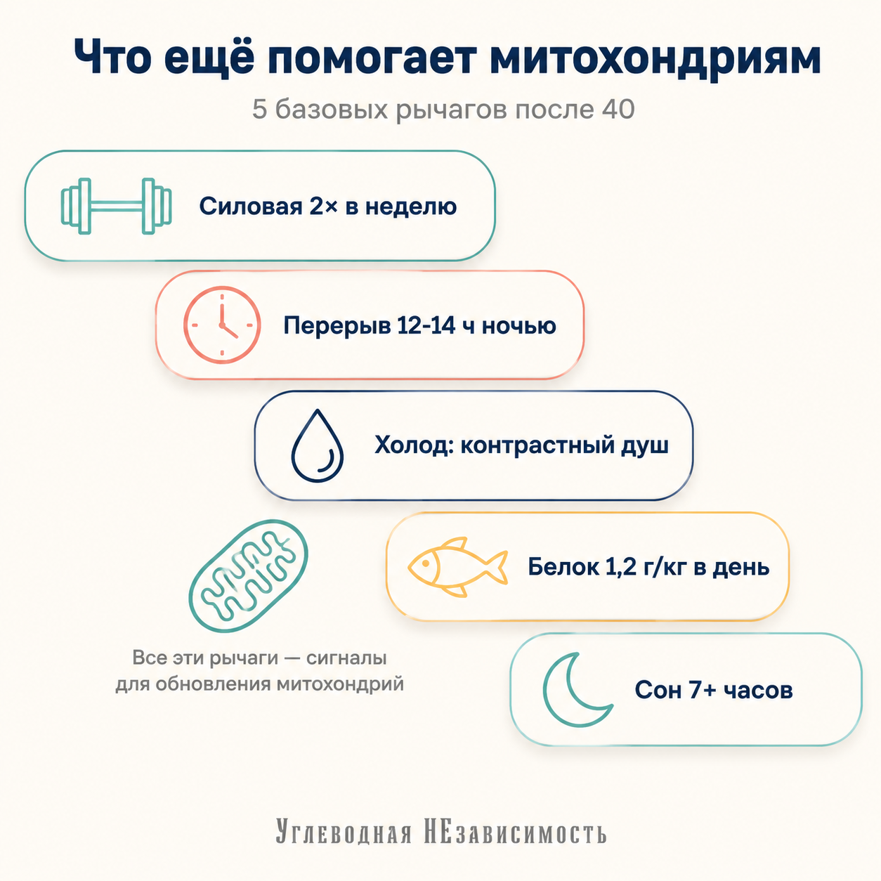 5 базовых рычагов для здоровья митохондрий