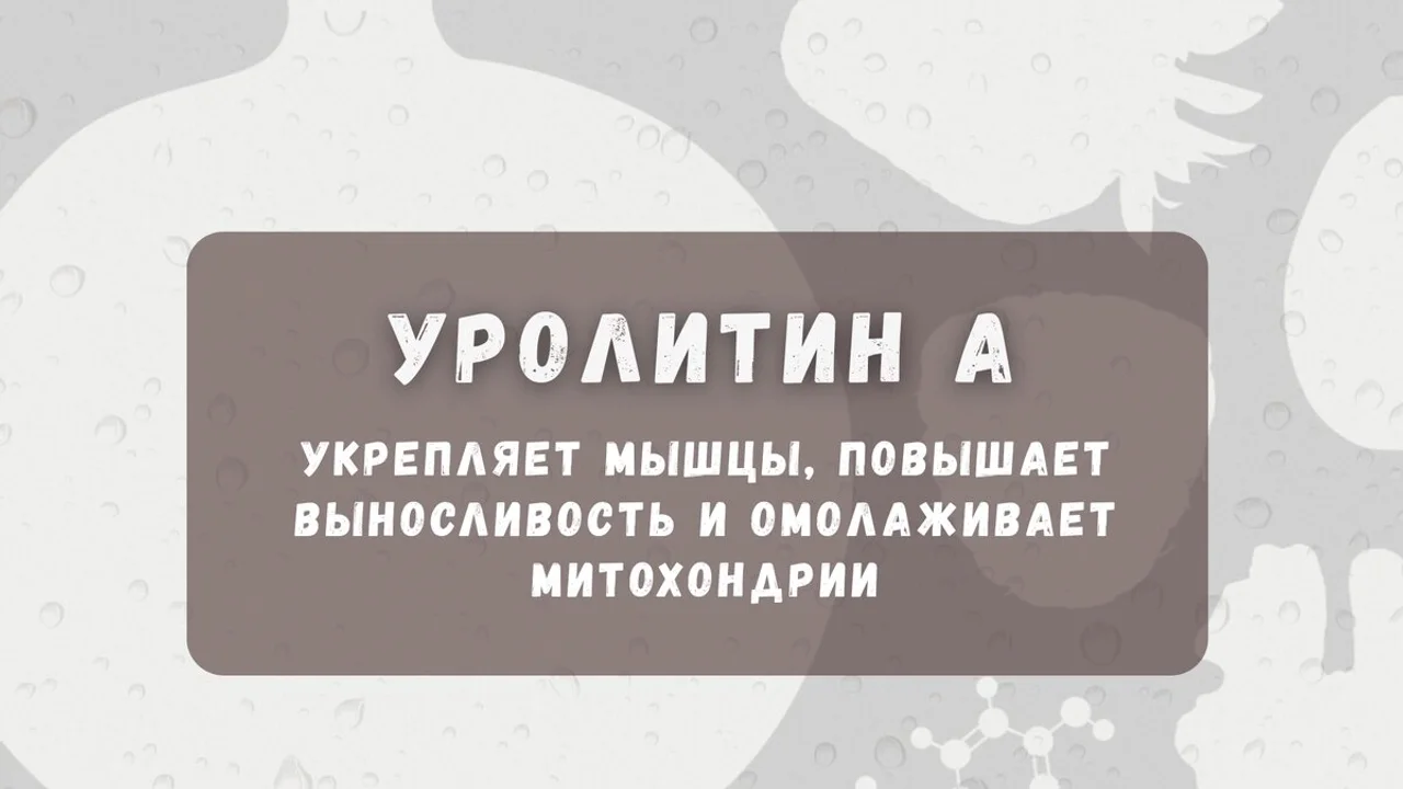 🧬 Уролитин А: натуральное вещество, которое укрепляет мышцы, повышает выносливость и омолаживает митохондрии