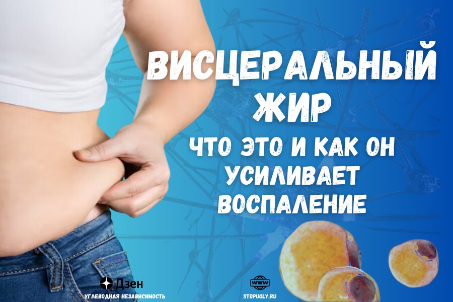 Висцеральный жир: что это такое и как он усиливает воспаление