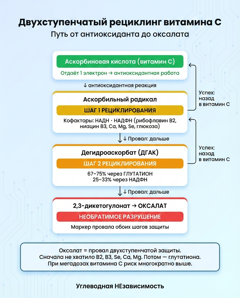 Двухступенчатый рециклинг витамина C
