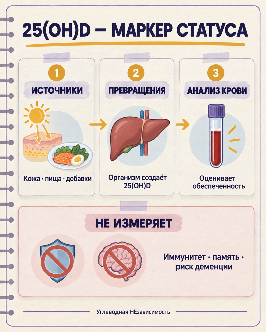 Что показывает анализ 25(OH)D и чего он не измеряет