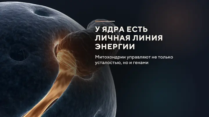 У ядра есть личная линия энергии: почему митохондрии управляют не только усталостью, но и генами
