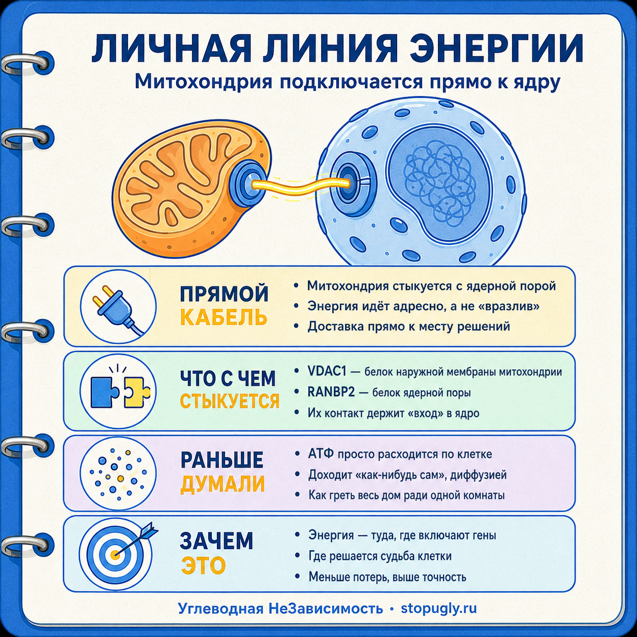 Личная линия энергии: митохондрия стыкуется с ядерной порой через VDAC1–RANBP2 и подаёт АТФ напрямую в ядро — адресно, а не диффузией