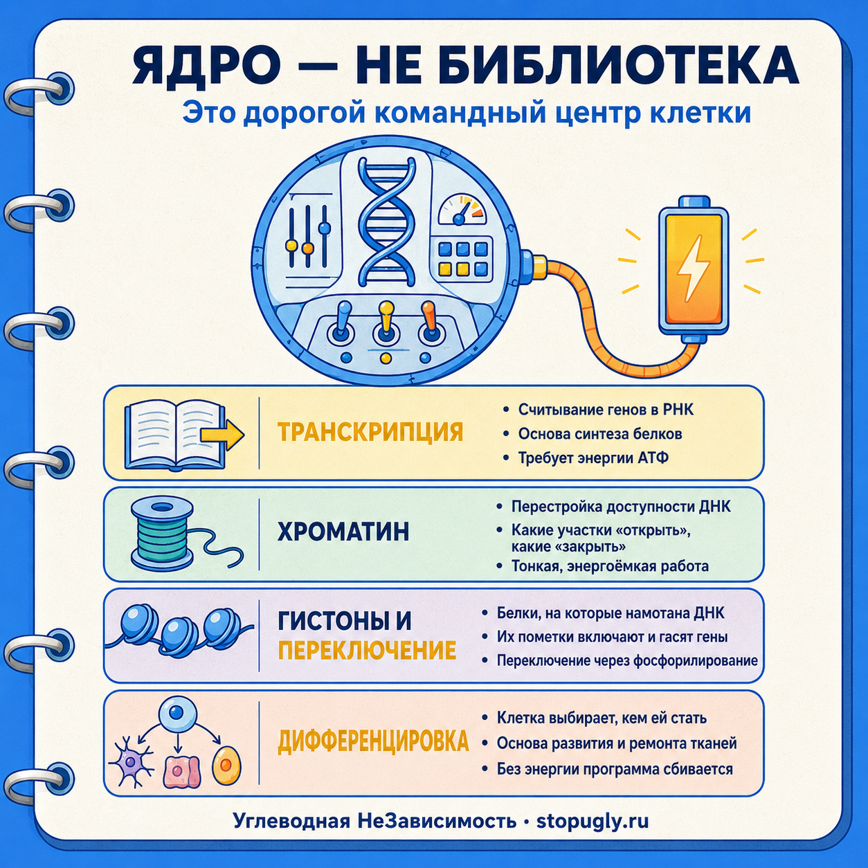 Ядро — не библиотека, а дорогой командный центр: энергия нужна для транскрипции, перестройки хроматина, модификации гистонов и дифференцировки клетки