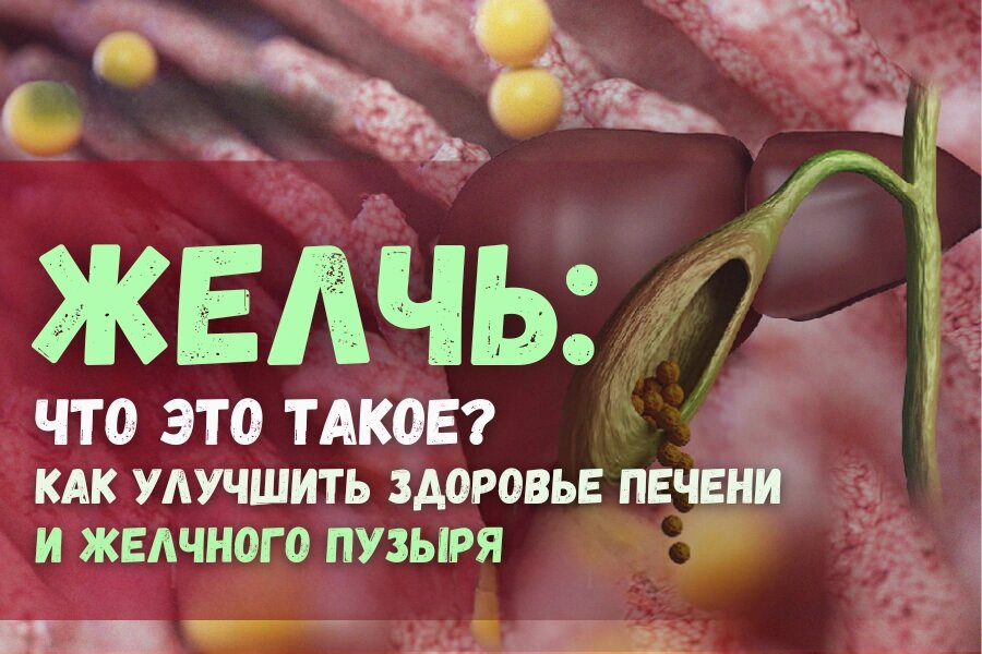 Желчь: Что это такое? Как улучшить здоровье печени и желчного пузыря