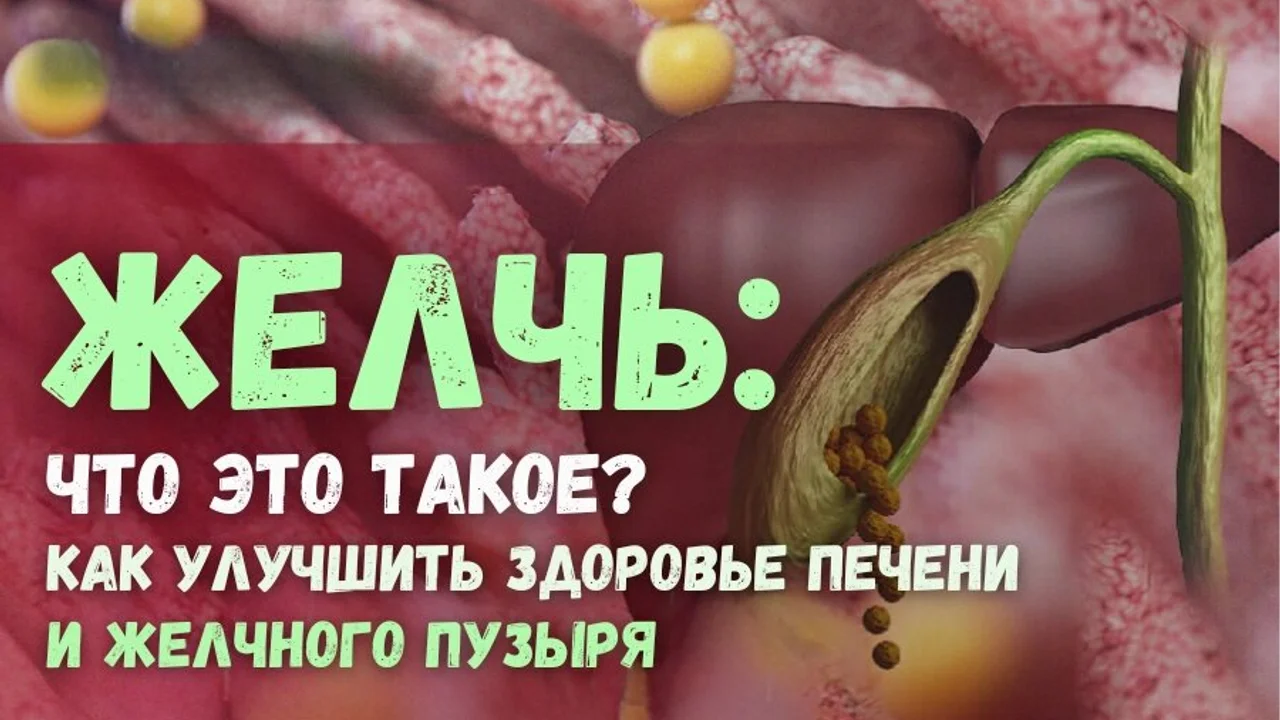 Желчь: Что это такое? Как улучшить здоровье печени и желчного пузыря