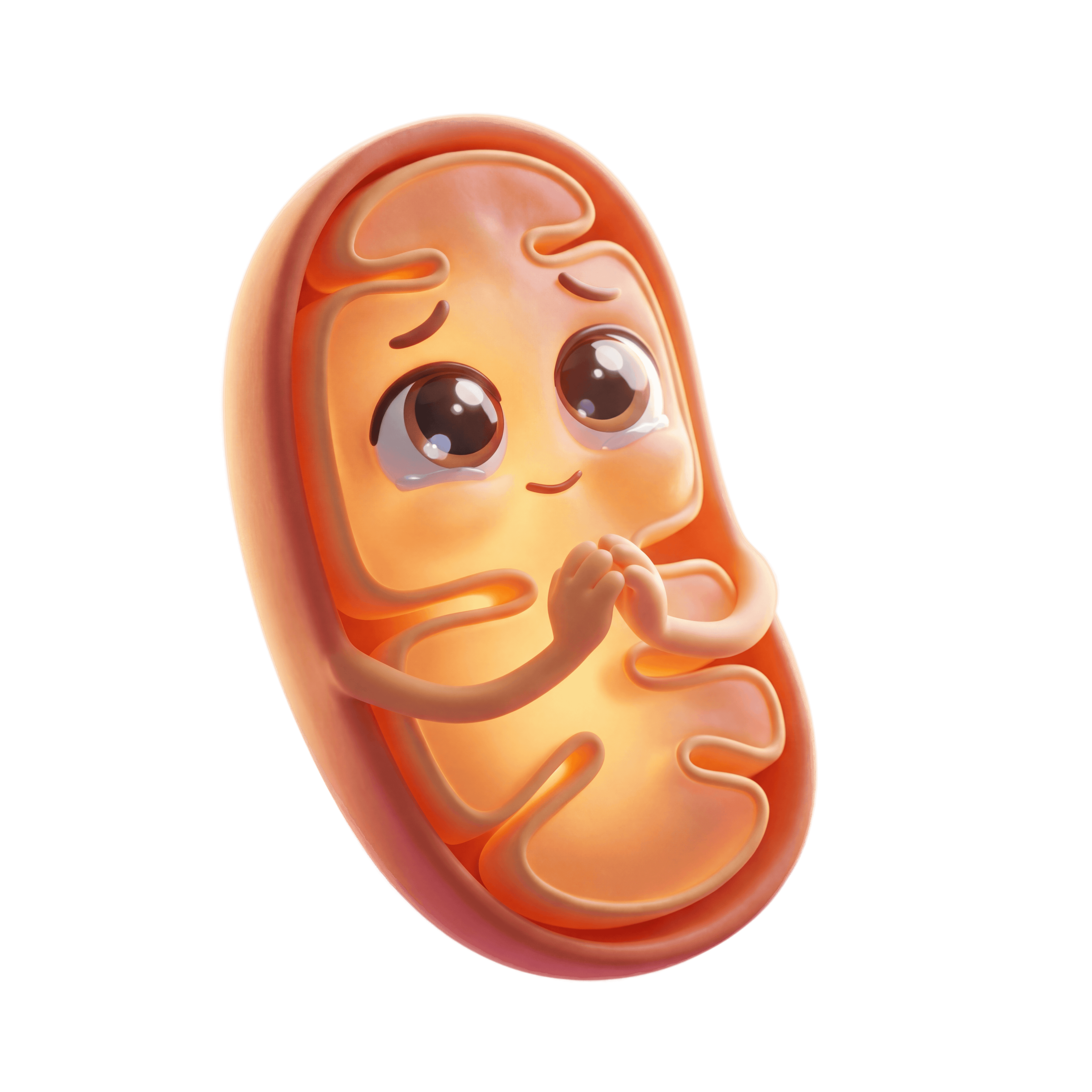 Митохондрия